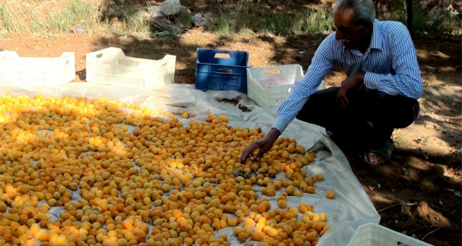 Baskil Kayısısı Hasat