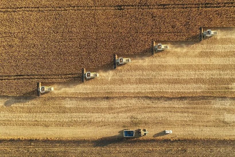 Menceki Buğdayı Başakları